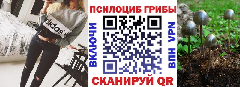 Купить  Бугуруслан  Псилоцибиновые грибы Psilocybe 